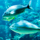 Oceanarium